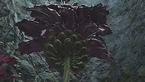 Miranda The Blighted Bloom